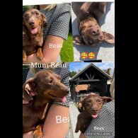 Dachshund (Standard &amp; Miniature) - Both