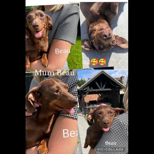 Dachshund (Standard &amp; Miniature) - Both