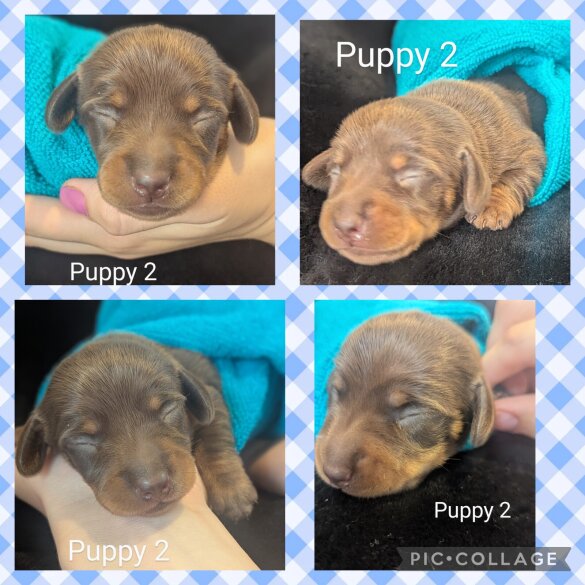 Dachshund (Standard &amp; Miniature) - Both