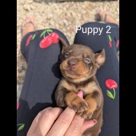 Dachshund (Standard &amp; Miniature) - Both