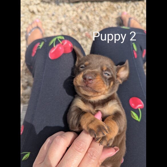 Dachshund (Standard &amp; Miniature) - Both