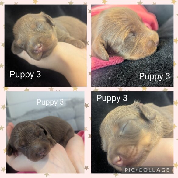 Dachshund (Standard &amp; Miniature) - Both