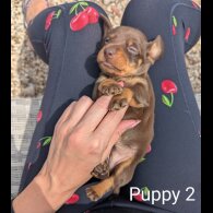 Dachshund (Standard &amp; Miniature) - Both