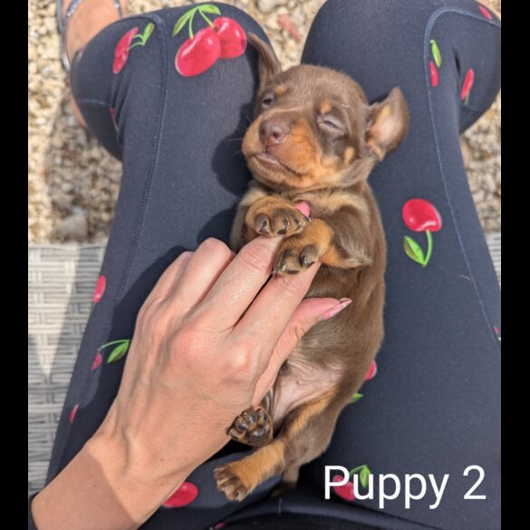 Dachshund (Standard &amp; Miniature) - Both