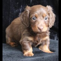 Dachshund (Standard &amp; Miniature) - Both