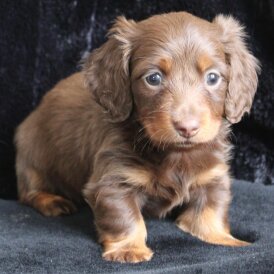 Dachshund (Standard &amp; Miniature) - Both