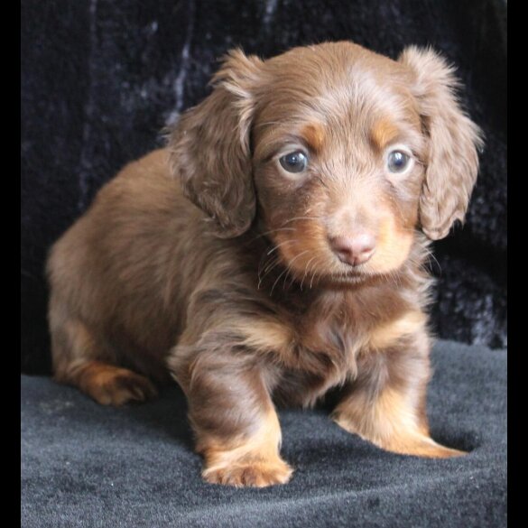 Dachshund (Standard &amp; Miniature) - Both