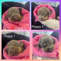 Dachshund (Standard &amp; Miniature) - Both