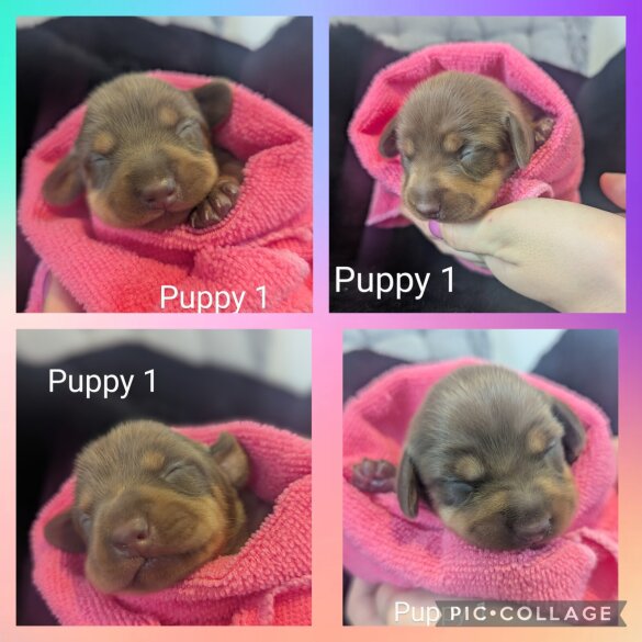Dachshund (Standard &amp; Miniature) - Both