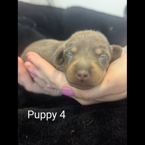 Dachshund (Standard &amp; Miniature) - Both