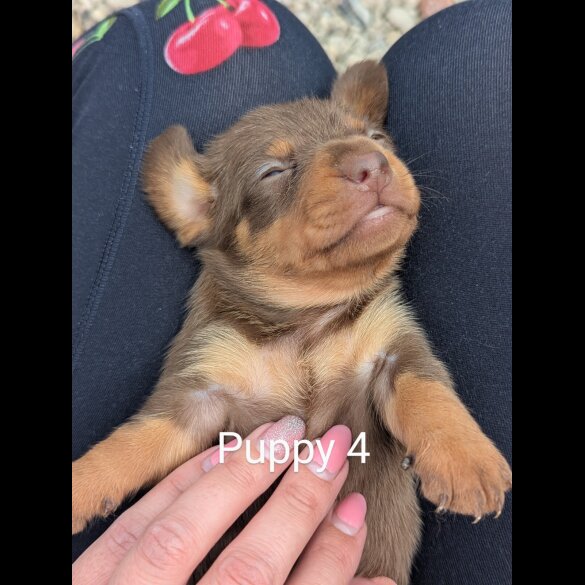 Dachshund (Standard &amp; Miniature) - Both