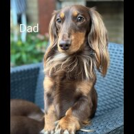 Dachshund (Standard &amp; Miniature) - Both