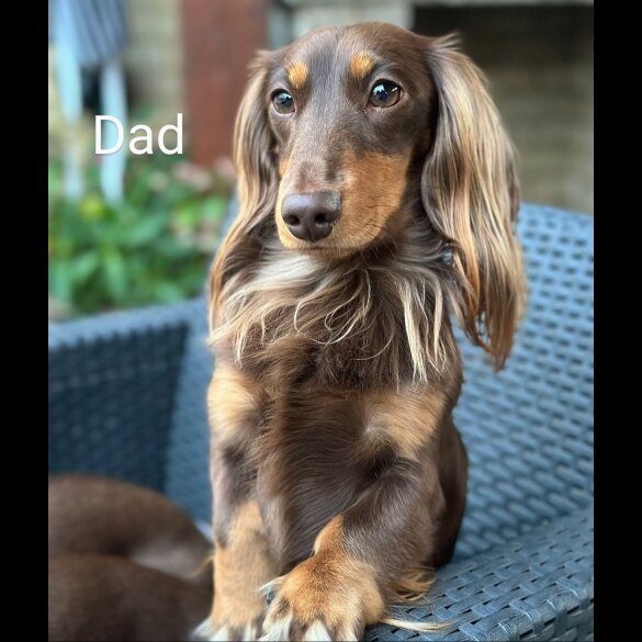 Dachshund (Standard &amp; Miniature) - Both