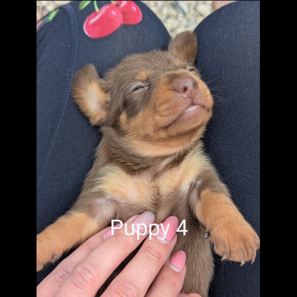 Dachshund (Standard &amp; Miniature) - Both