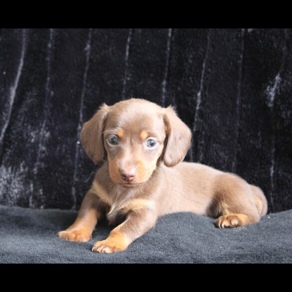 Dachshund (Standard &amp; Miniature) - Both