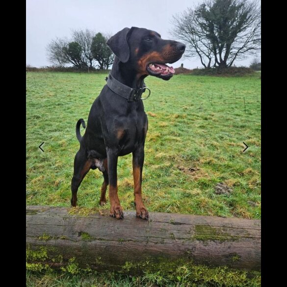 Doberman - Both