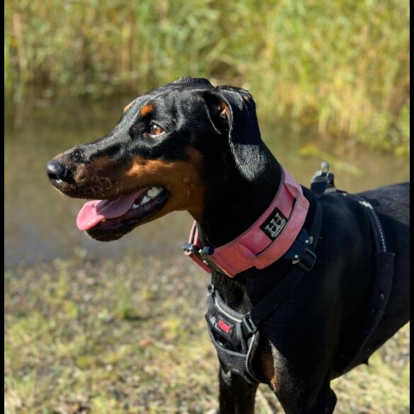 Doberman - Both
