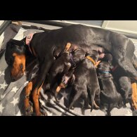 Doberman - Both