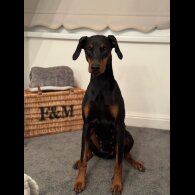 Doberman - Both