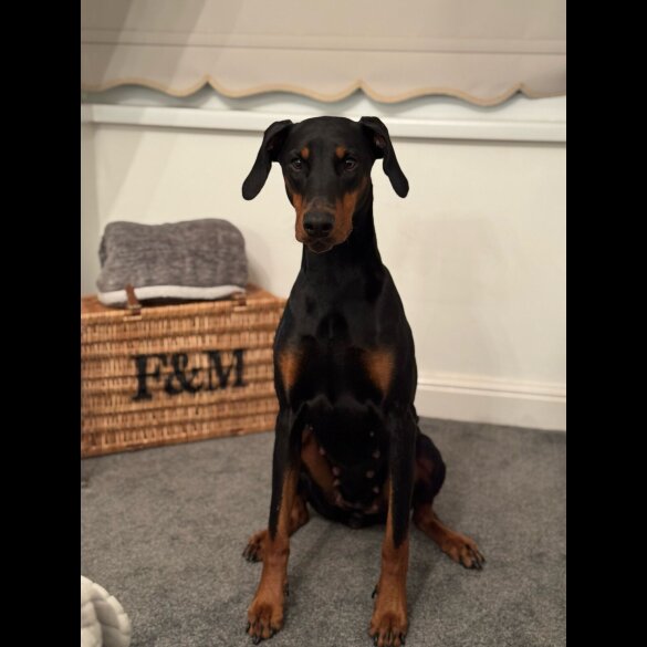 Doberman - Both