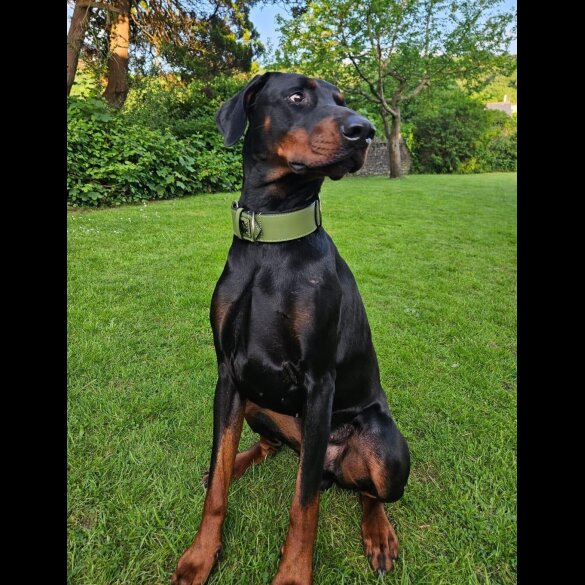 Doberman - Both