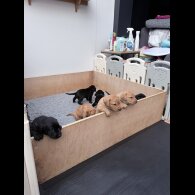 Labrador Retriever - Both