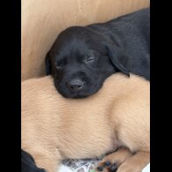 Labrador Retriever - Both