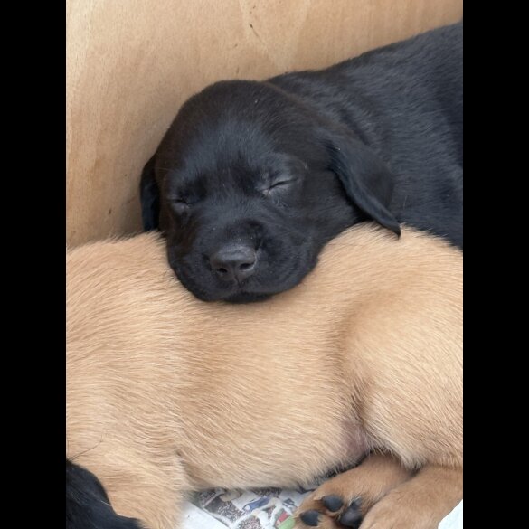 Labrador Retriever - Both