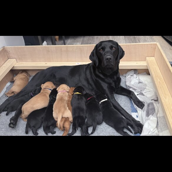 Labrador Retriever - Both