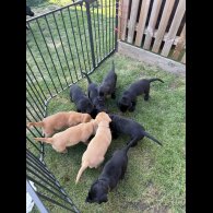 Labrador Retriever - Both