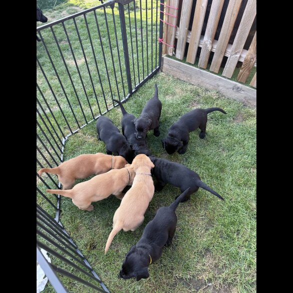 Labrador Retriever - Both