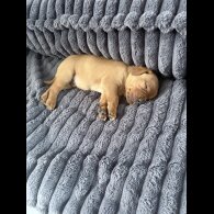 Labrador Retriever - Both