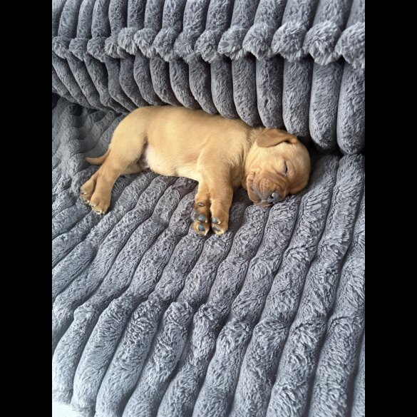Labrador Retriever - Both