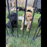 Labrador Retriever - Both