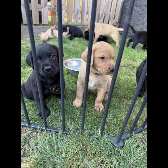 Labrador Retriever - Both
