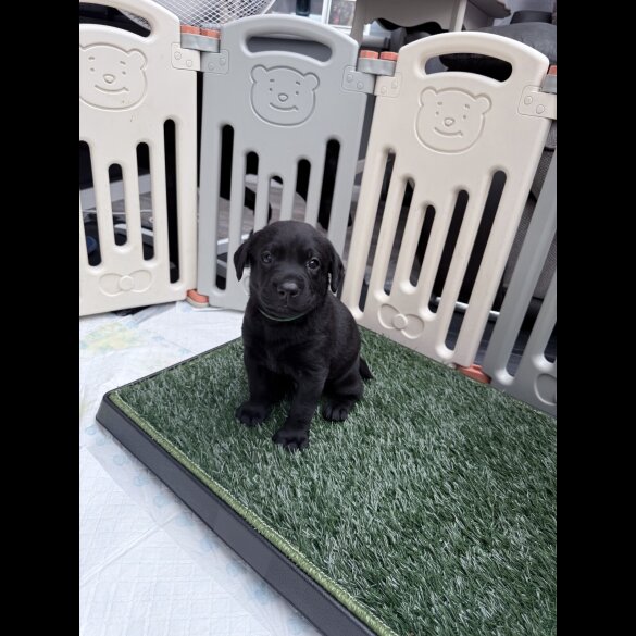 Labrador Retriever - Both