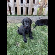 Labrador Retriever - Both