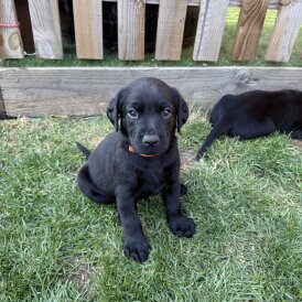 Labrador Retriever - Both
