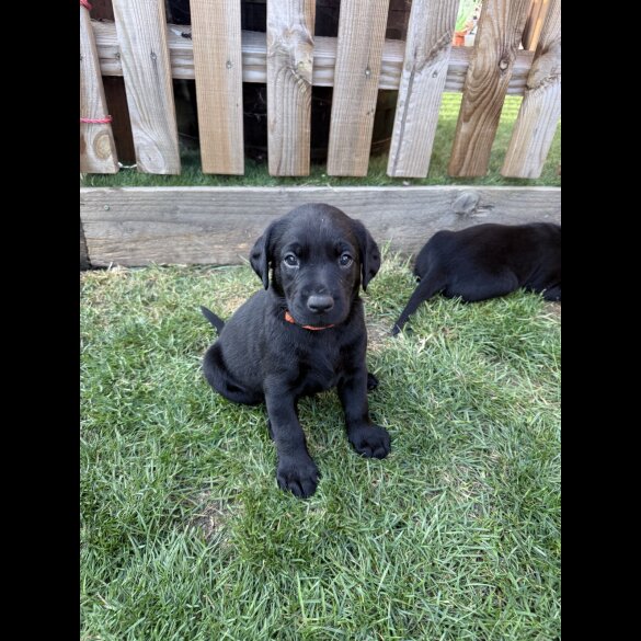 Labrador Retriever - Both