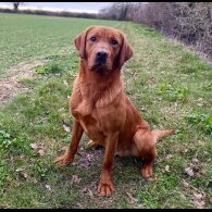 Labrador Retriever - Both