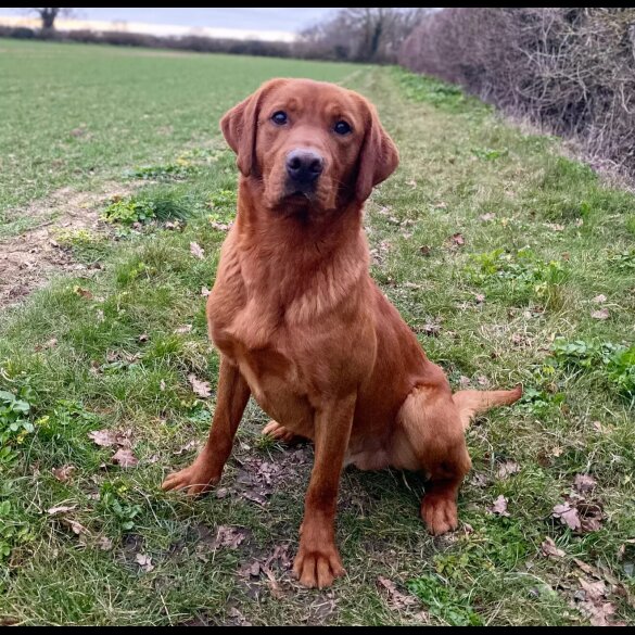 Labrador Retriever - Both