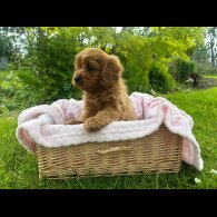 Cavapoo - Both