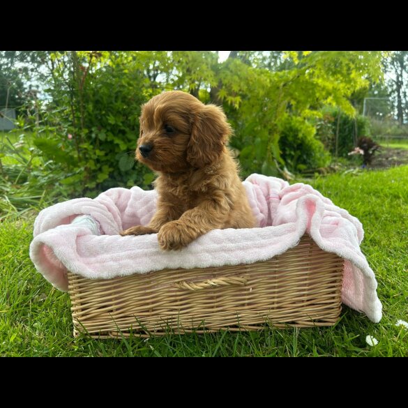 Cavapoo - Both