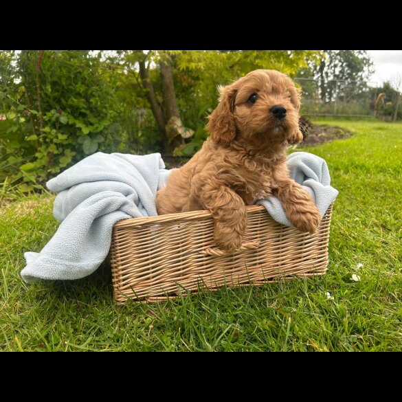 Cavapoo - Both