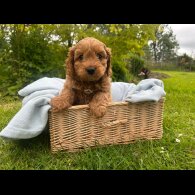 Cavapoo - Both