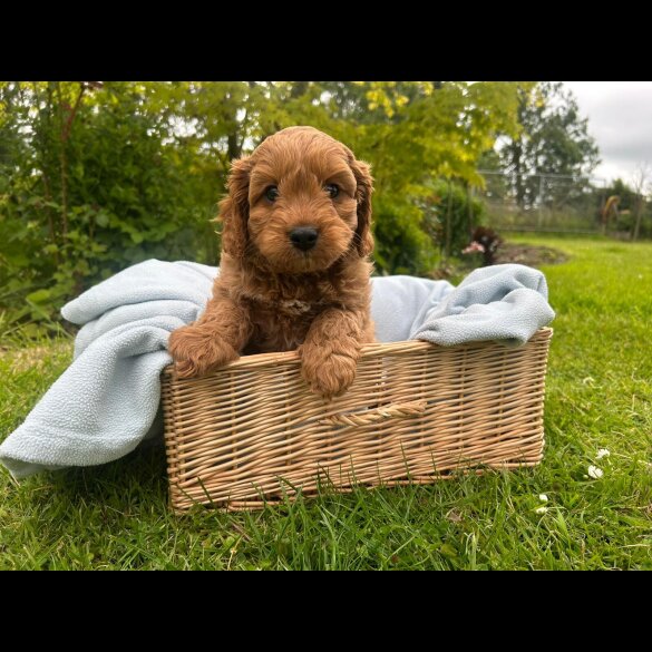 Cavapoo - Both
