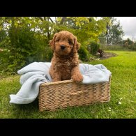 Cavapoo - Both