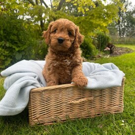 Cavapoo - Both