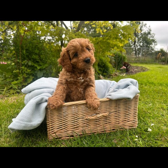Cavapoo - Both
