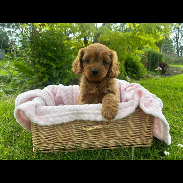 Cavapoo - Both
